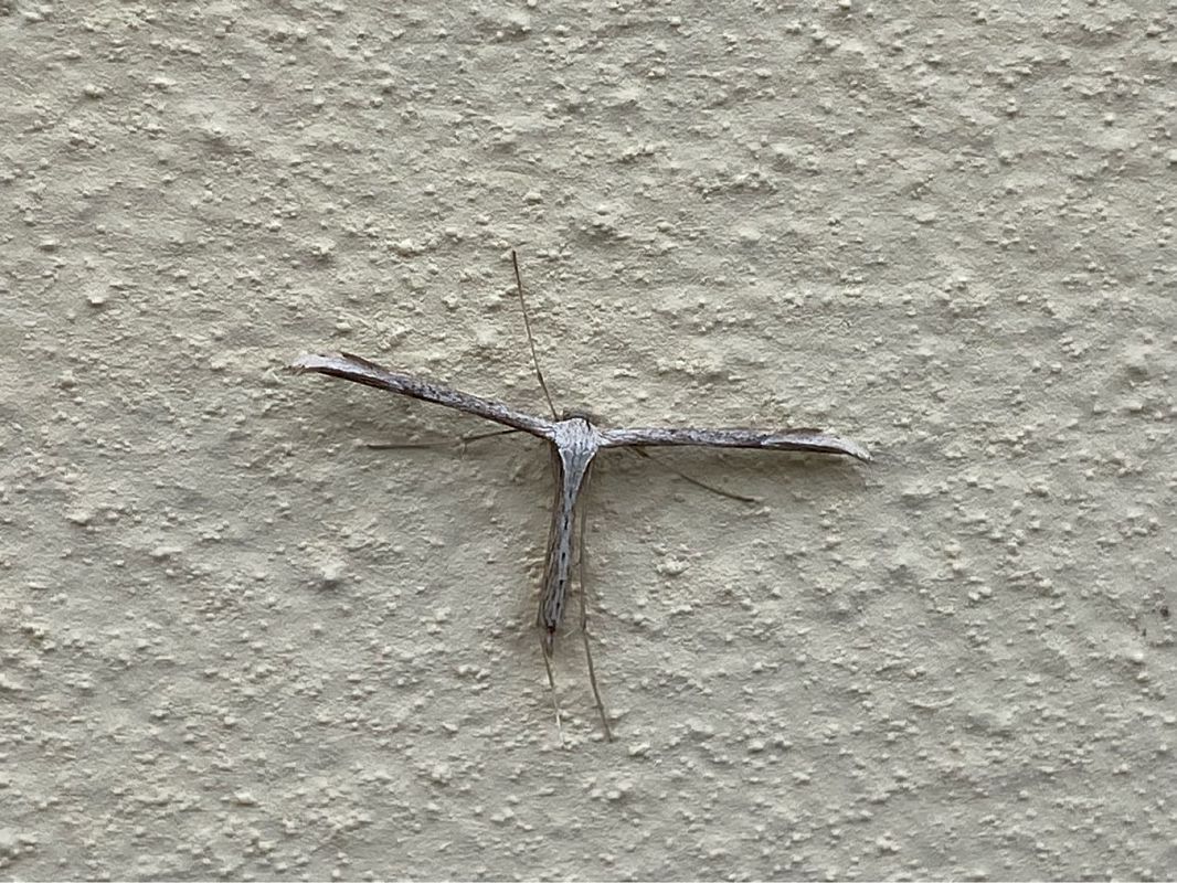 Emmelina monodactyla  - Maria Rita Gelso