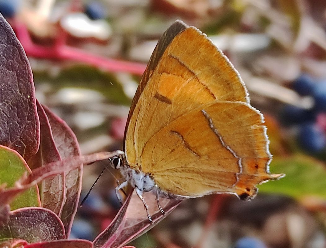 Thecla betulae  - Alberto Cosso