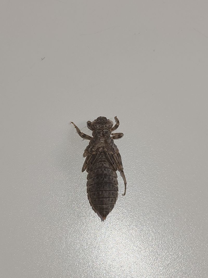 Onychogomphus forcipatus  - Marco Cazzola