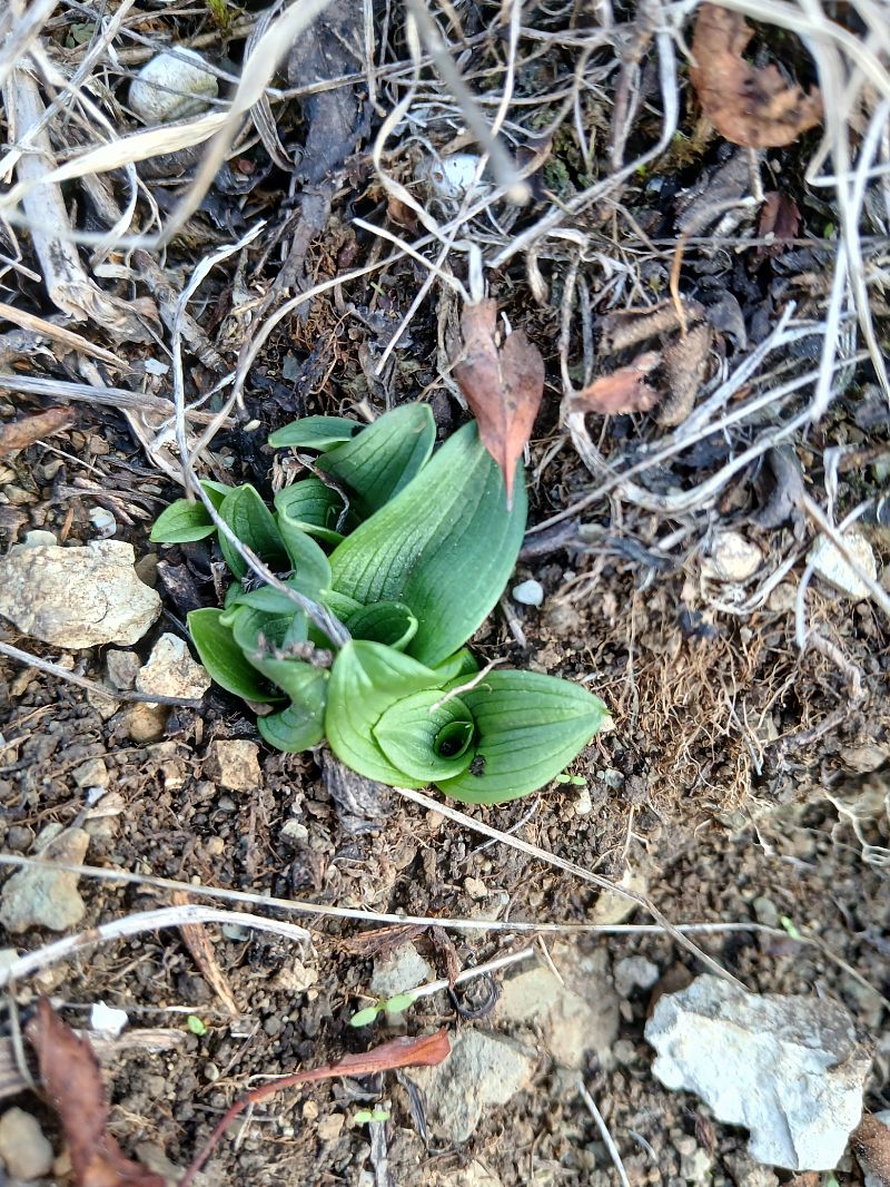 Ophrys sphegodes  - Alain Falvard