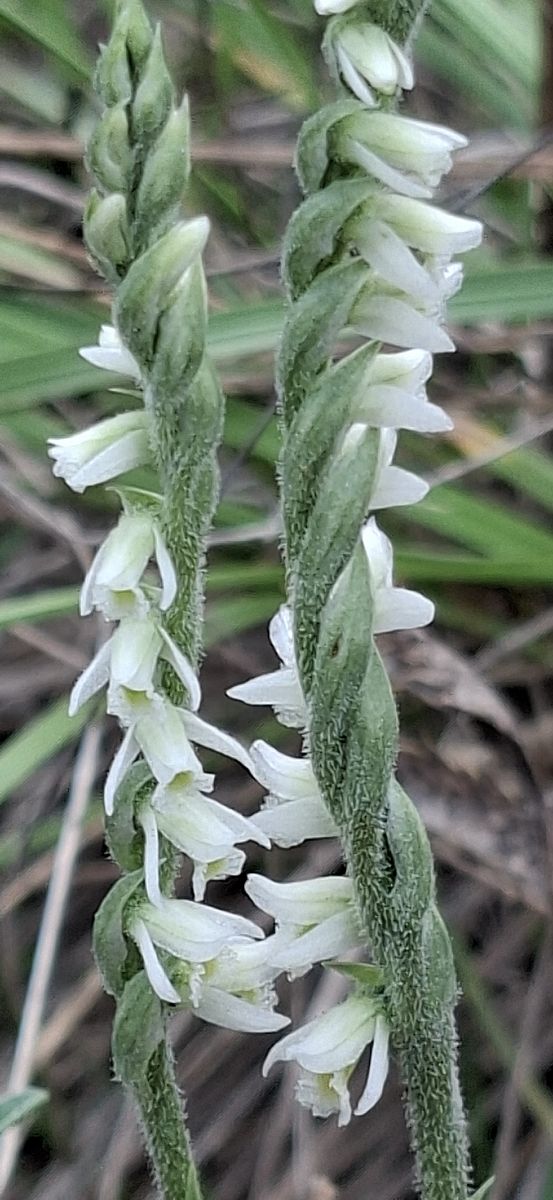 Spiranthes spiralis 