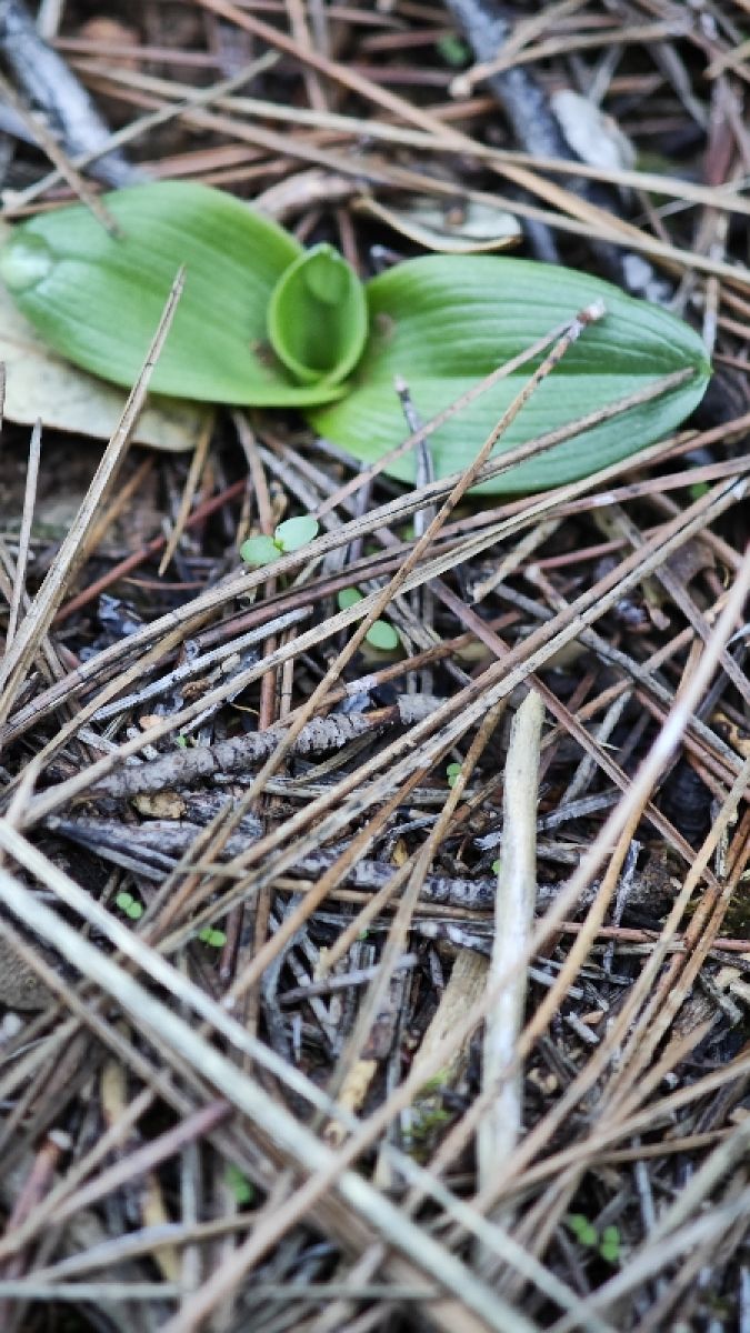 Ophrys arachnitiformis  - Alain Bultez