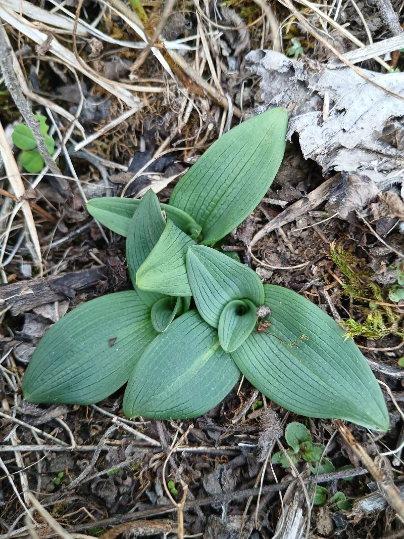 Ophrys sphegodes  - Alain Falvard