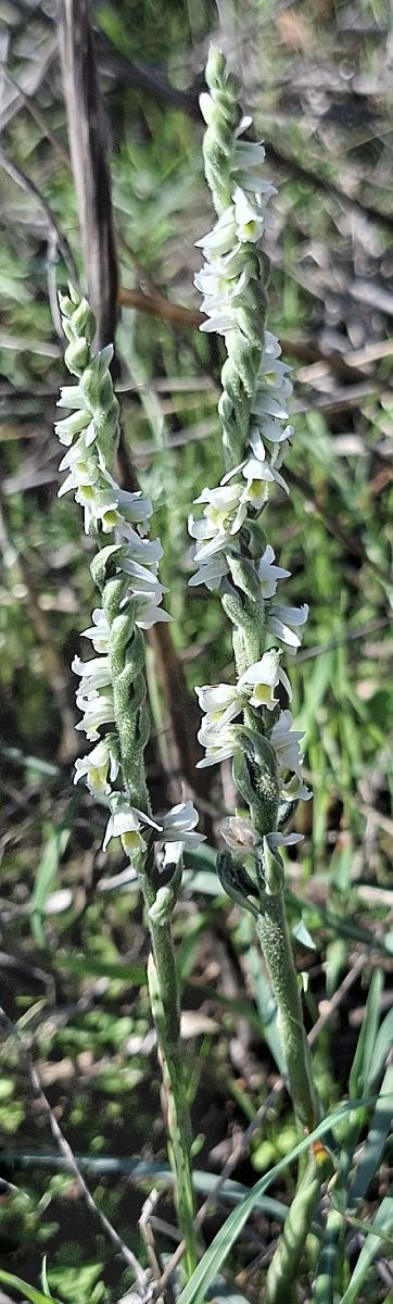 Spiranthes spiralis 