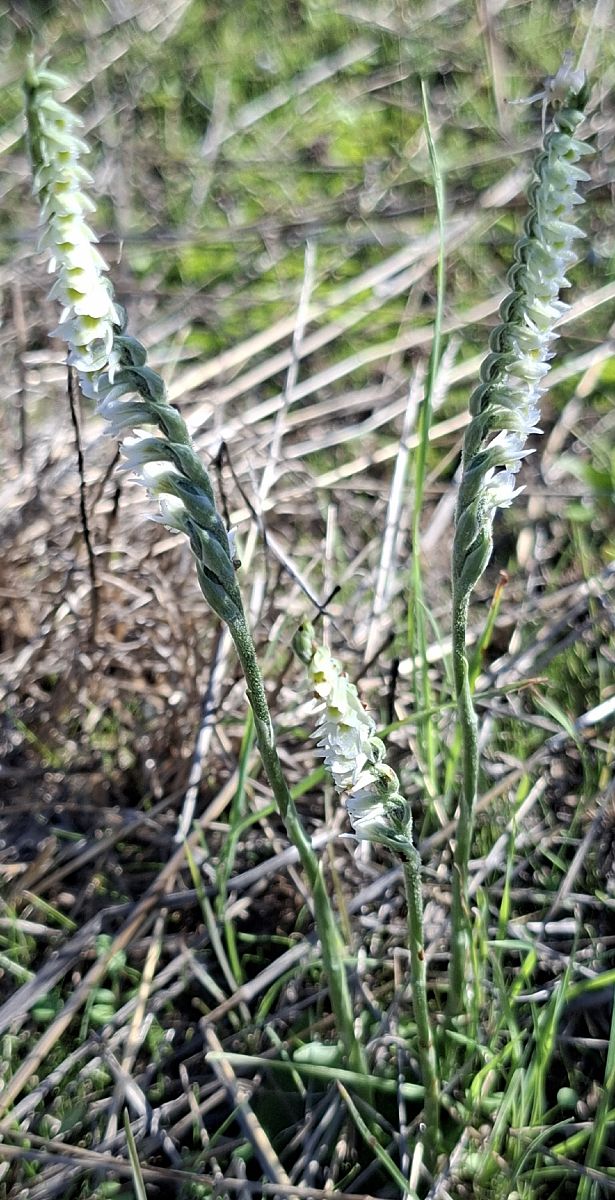 Spiranthes spiralis 