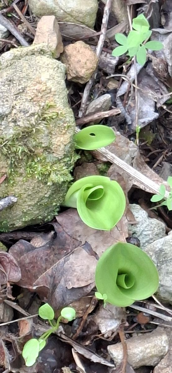 Ophrys sp. 