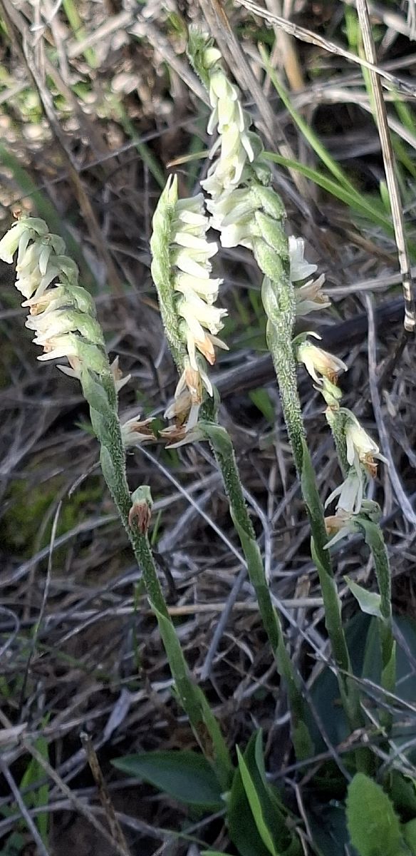 Spiranthes spiralis 