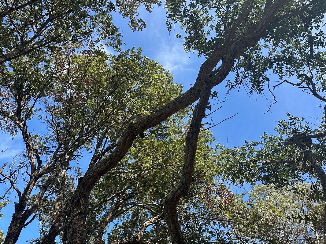 Ghiandaia  - Hansueli Bruderer