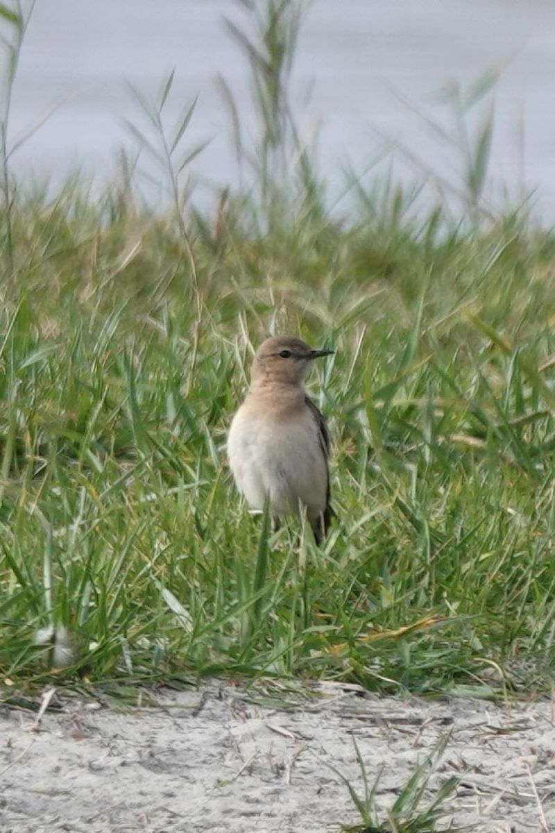 Isabelline Wheatear  - Mateusz Gutowski