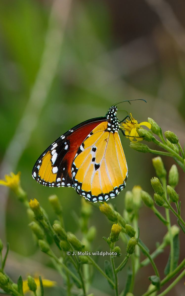 Papallona tigre  - Jose Molis