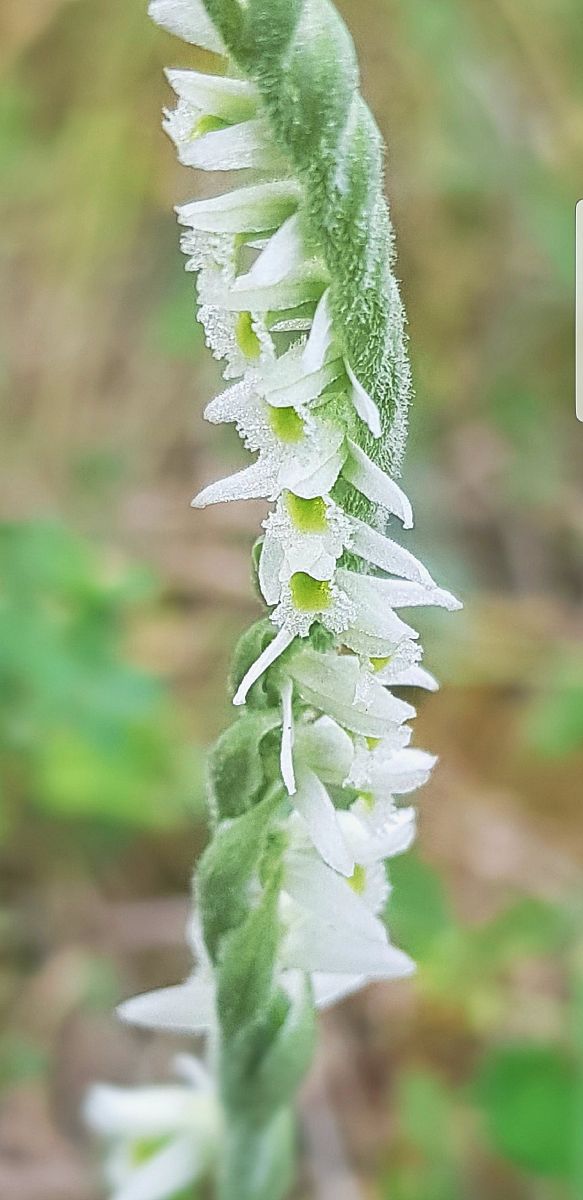 Spiranthes spiralis  - Giuseppe Di Lieto