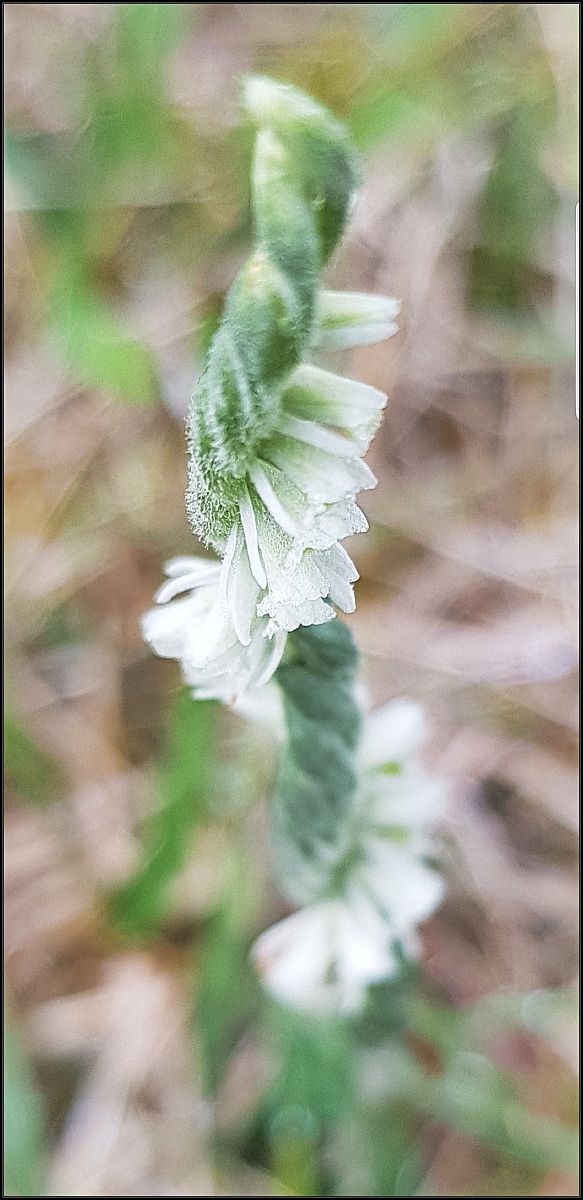 Spiranthes spiralis  - Giuseppe Di Lieto