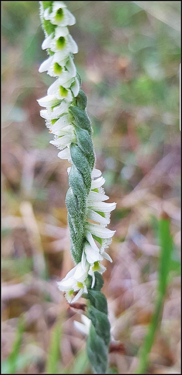 Spiranthes spiralis  - Giuseppe Di Lieto