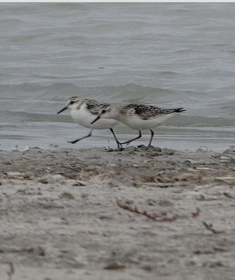 Bécasseau sanderling  - Christine Ludwig