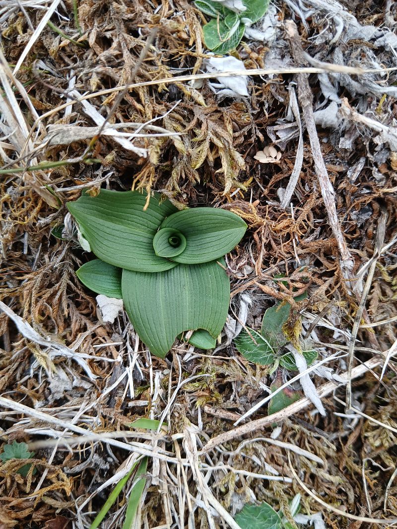 Ophrys sphegodes  - Alain Falvard