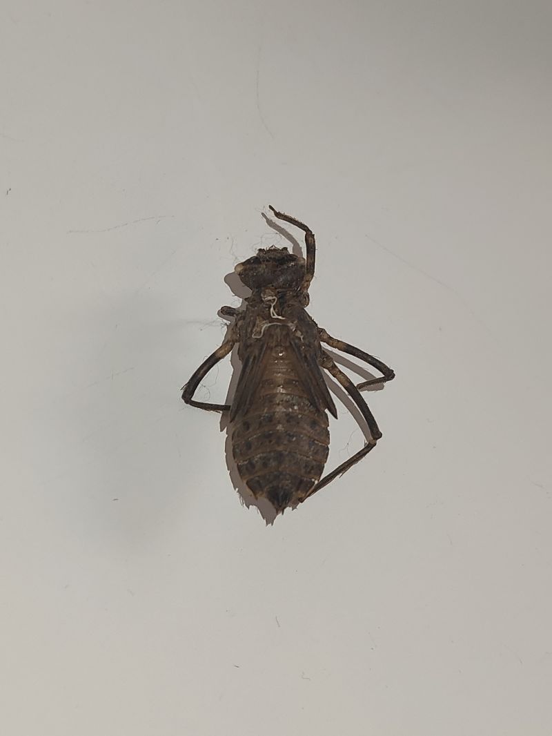 Somatochlora metallica  - Marco Cazzola
