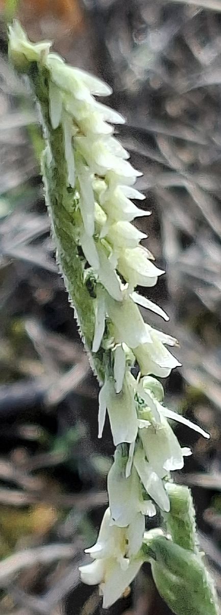Spiranthes spiralis 
