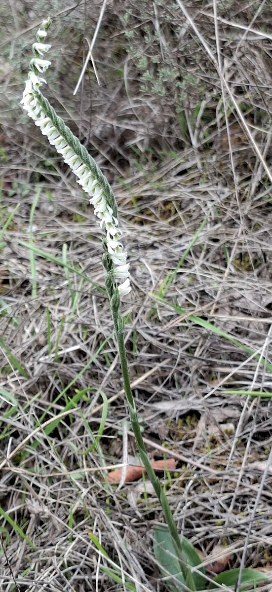 Spiranthes spiralis 