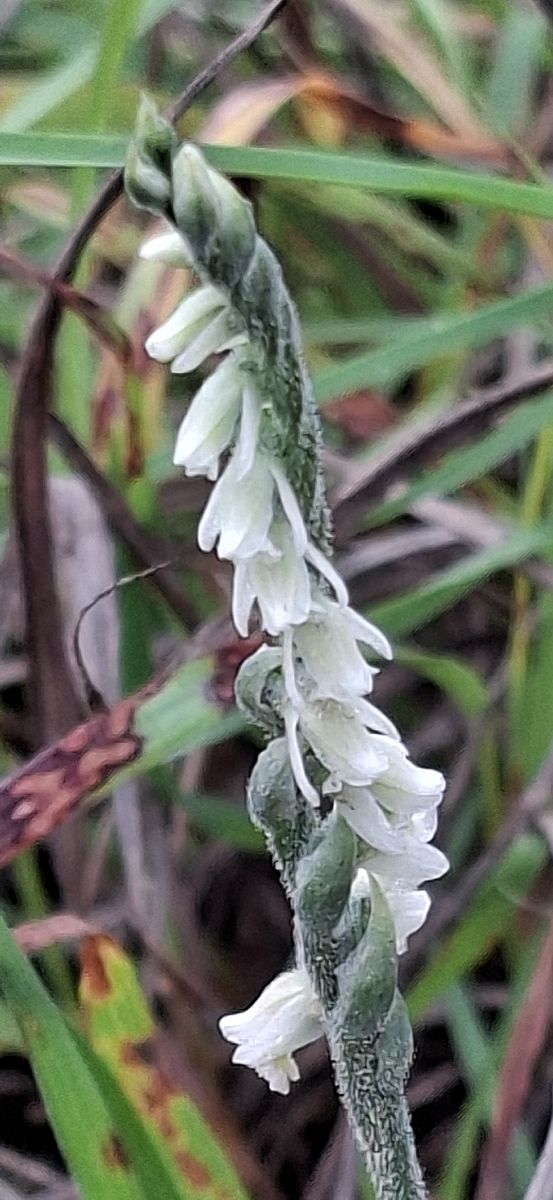 Spiranthes spiralis 