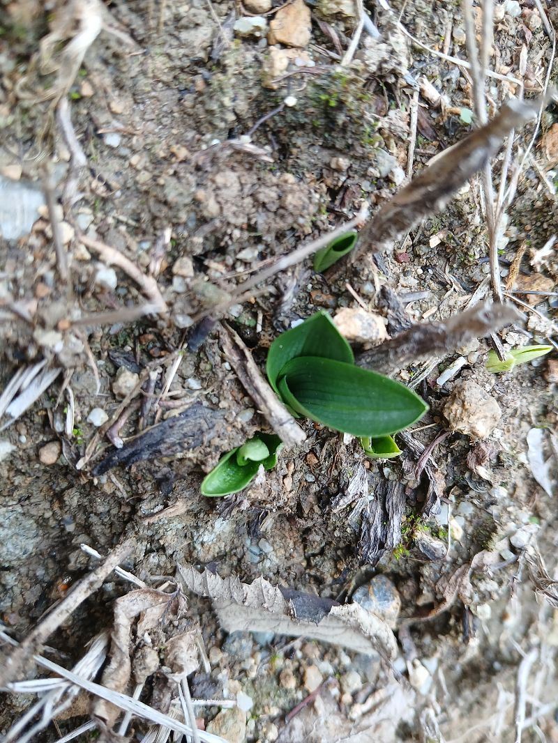 Ophrys indet. group. fuciflora  - Alain Falvard