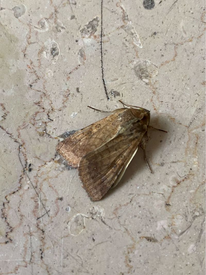 Helicoverpa armigera  - Maria Rita Gelso