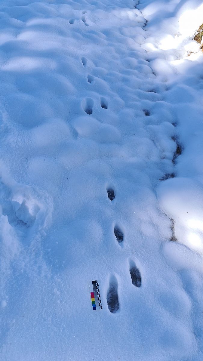 Lepus sp.  - Fabrizio Florit (FVG)