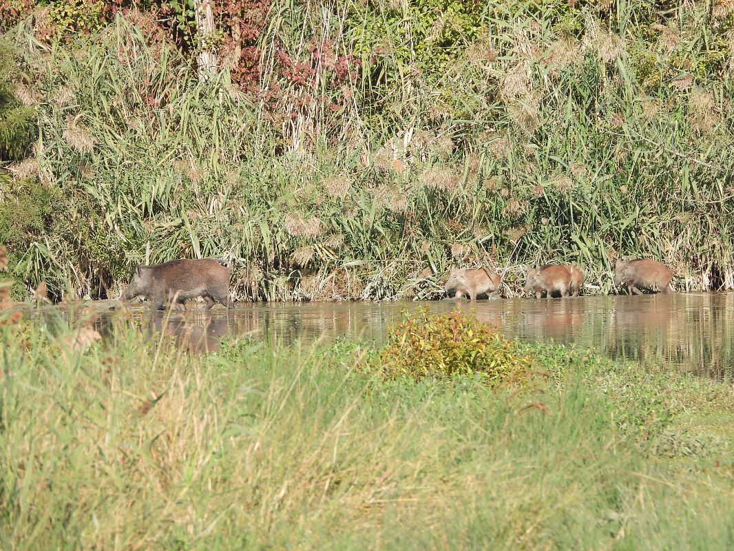 Cinghiale  - Erika Mero