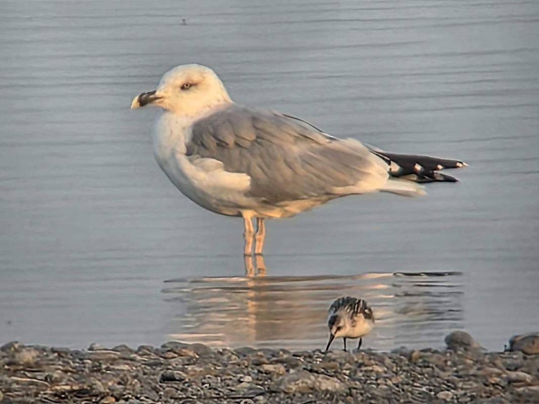 Bécasseau sanderling 