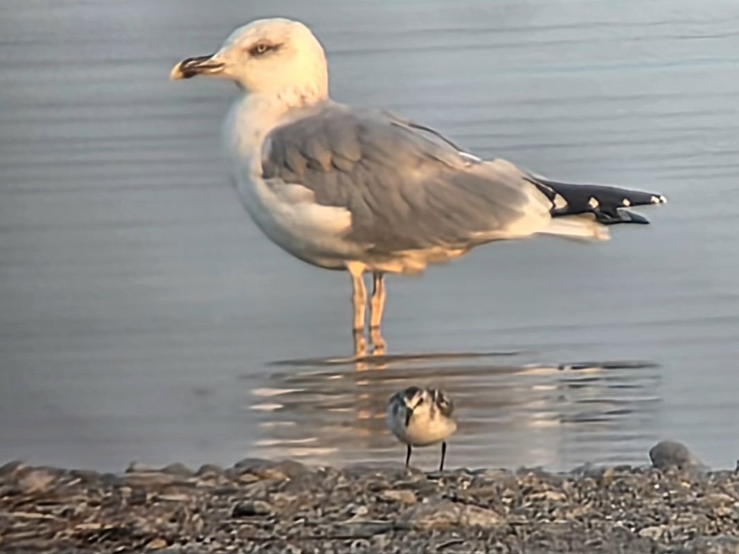 Bécasseau sanderling 