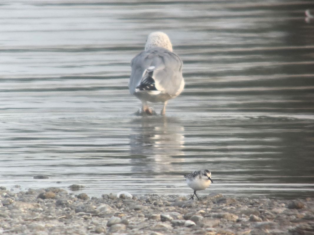 Bécasseau sanderling 