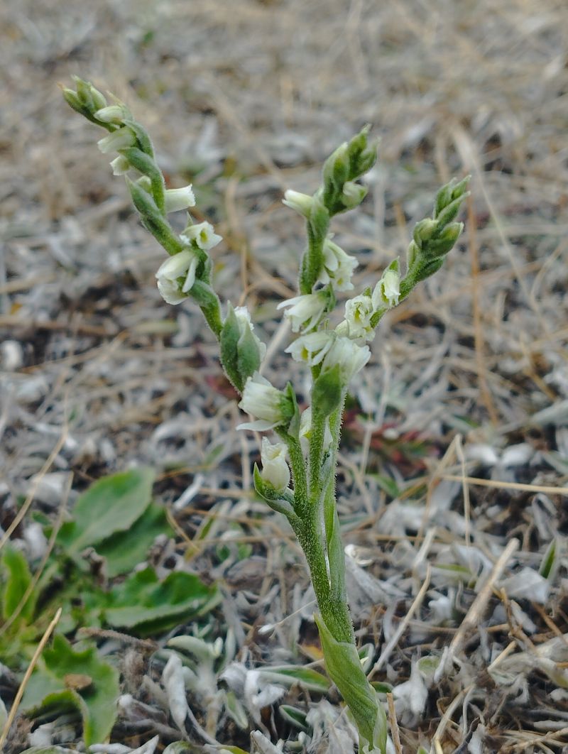 Spiranthes spiralis  - Gérard Joseph