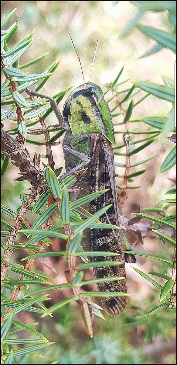 Locusta migratoria  - Giuseppe Di Lieto