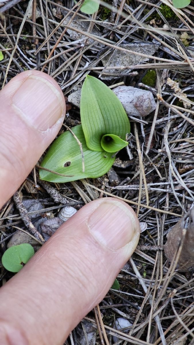 Ophrys exaltata subsp. marzuola  - Alain Bultez