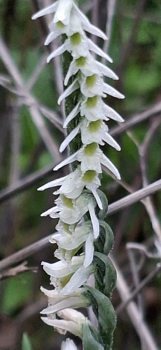 Spiranthes spiralis 