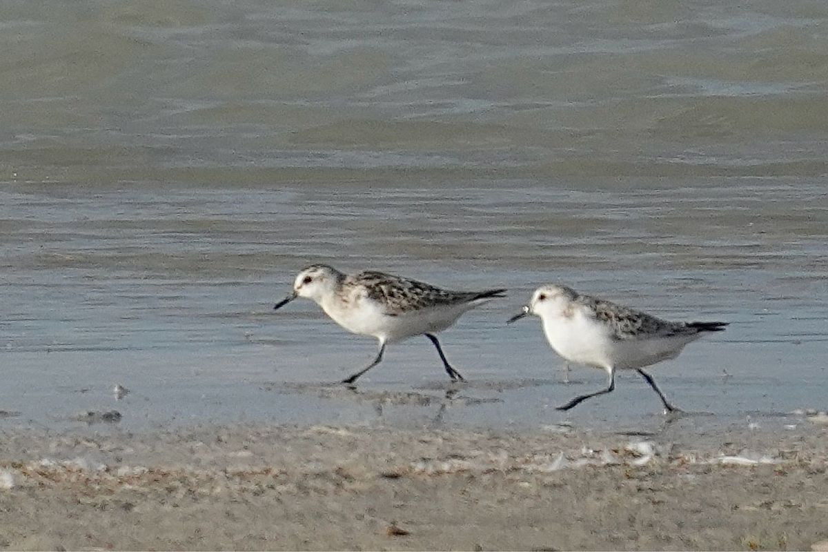 Bécasseau sanderling  - Florian Erhard