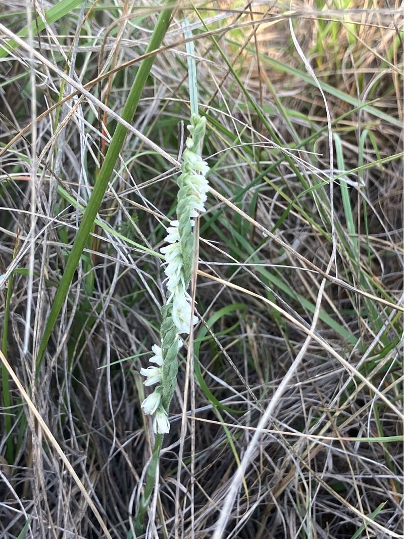 Spiranthes spiralis  - Florent de Gasperis
