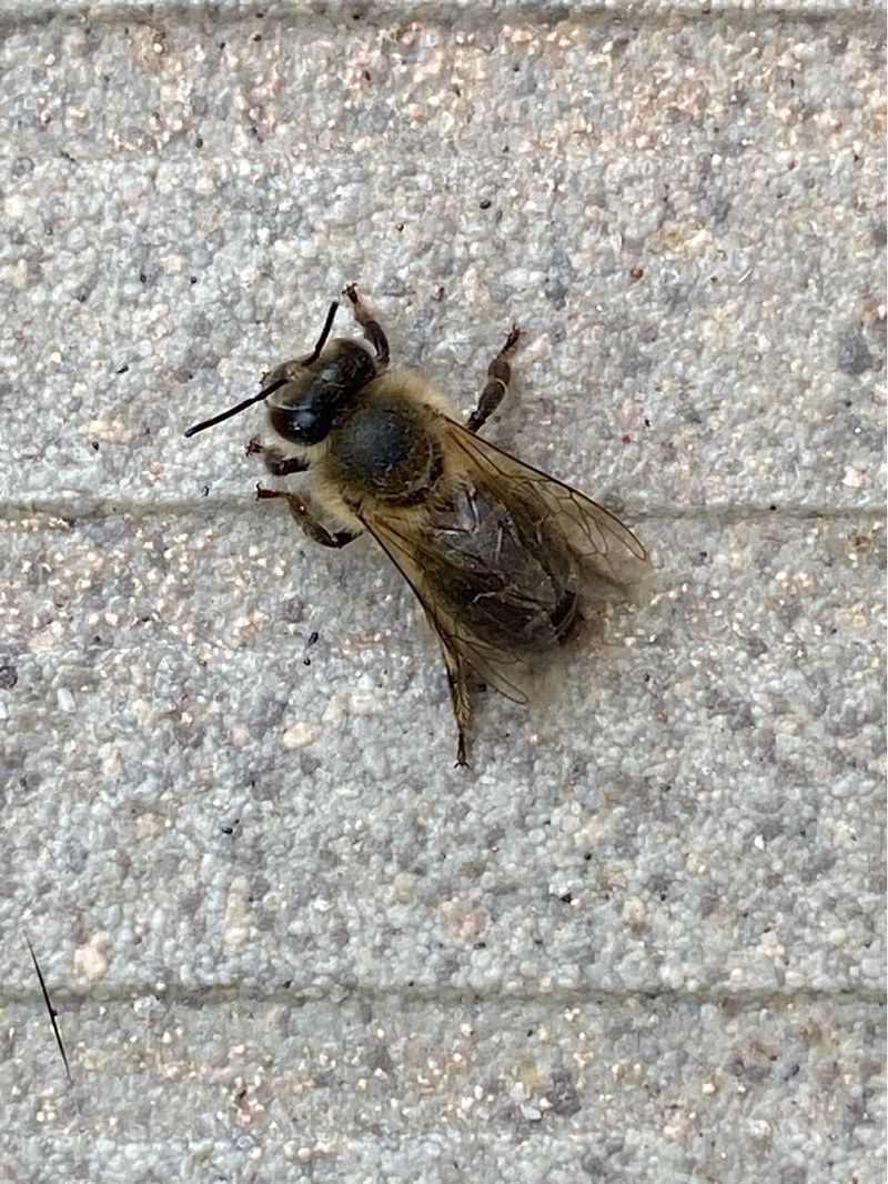 Apis mellifera  - Maria Rita Gelso