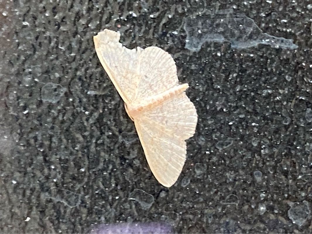 Scopula minorata  - Maria Rita Gelso