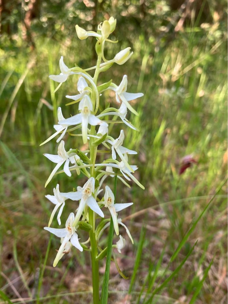 Platanthera bifolia  - Joelle Brassens