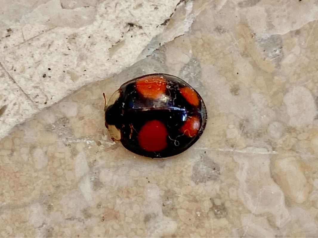 Harmonia axyridis  - Maria Rita Gelso