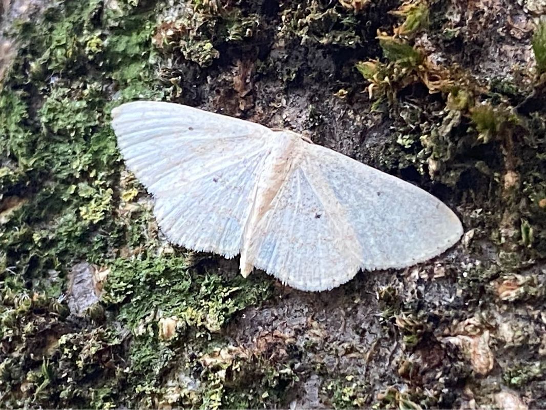 Scopula minorata  - Maria Rita Gelso