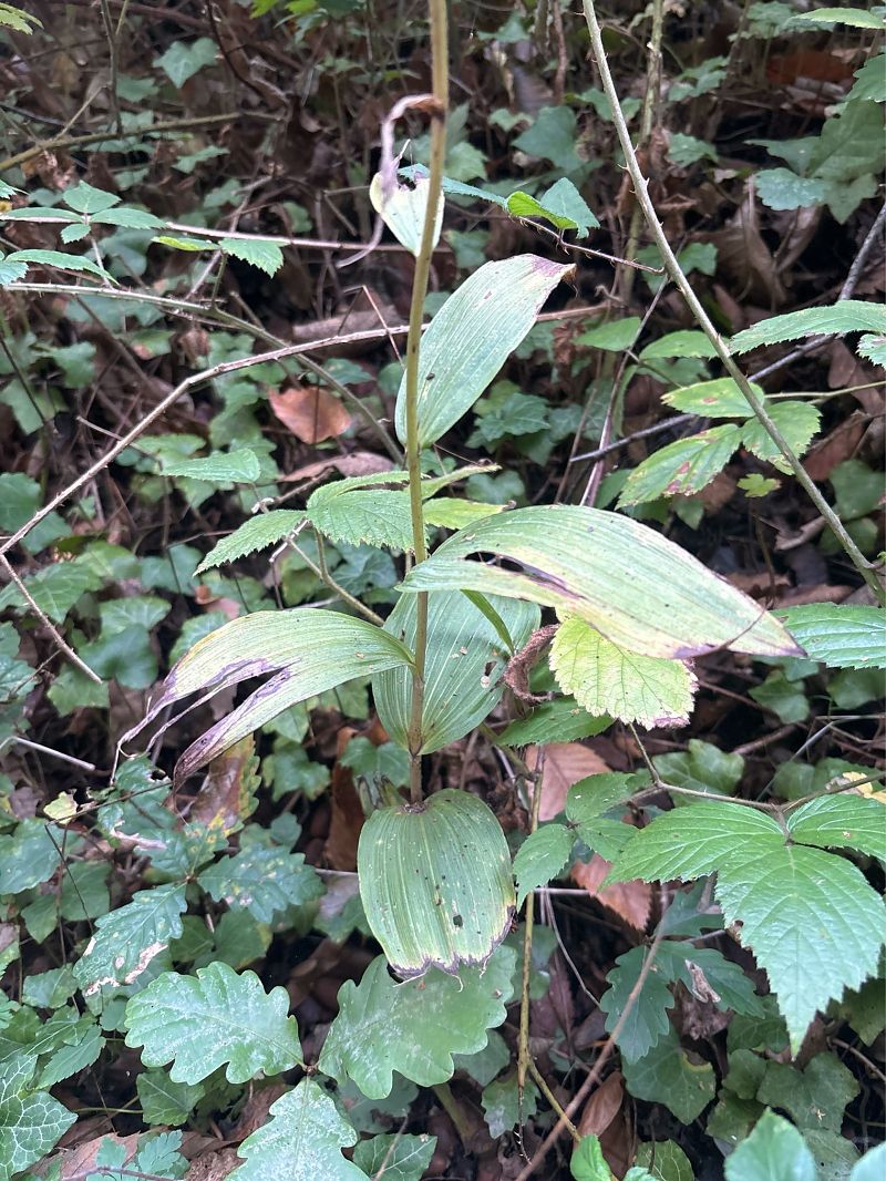 Epipactis helleborine var. minor  - Noé Montagnana