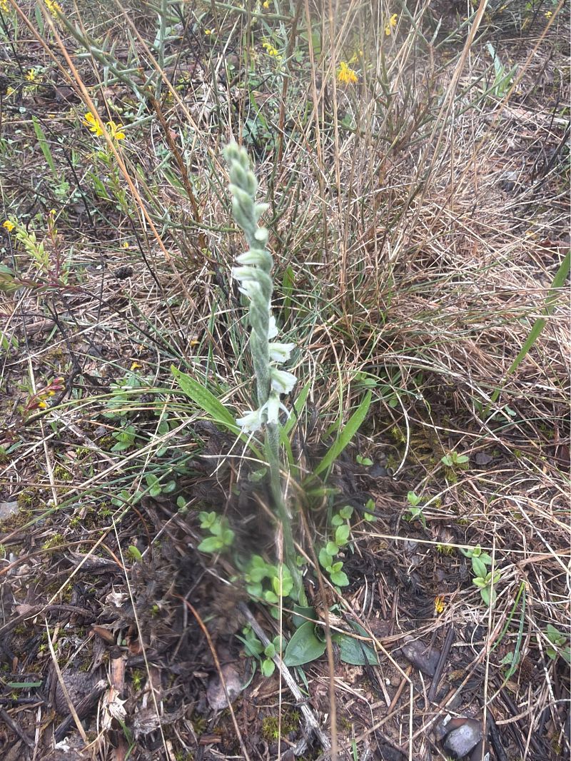 Spiranthes spiralis  - David Vilasís Boix