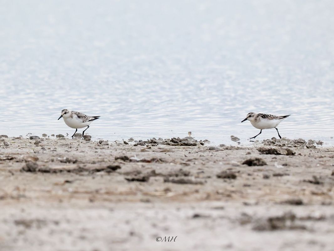 Bécasseau sanderling  - Michael Hafner