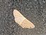 Scopula minorata © Maria Rita Gelso