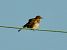 Pispola (Anthus pratensis) © Giampaolo Toniolo