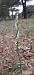 Spiranthes spiralis (Spiranthe d'automne) © Romain Sauvan
