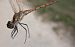Sympetrum striolatum © Andrea Verdelli