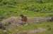 Marmotta (Marmota marmota) © Alberto Calveri