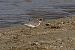 Corriere grosso (Charadrius hiaticula) © Maurizio Andrini